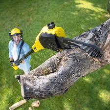 Reliable Goose Creek Village, VA Tree Services Solutions