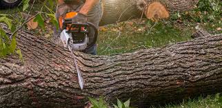 Best Lawn Renovation and Restoration  in Goose Creek Village, VA