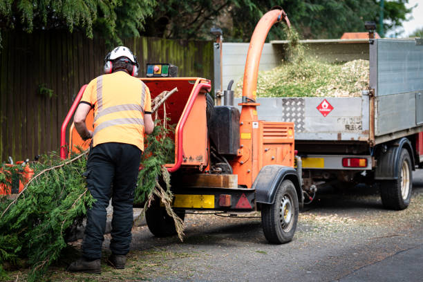 Best Tree Preservation Services  in Goose Creek Village, VA