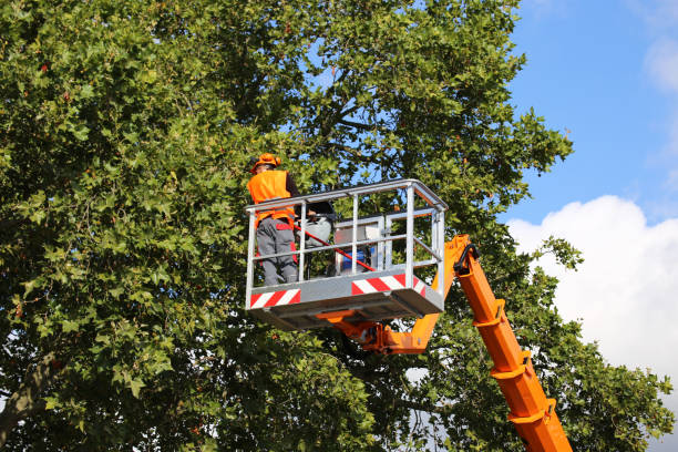 Best Tree Disease Treatment  in Goose Creek Village, VA