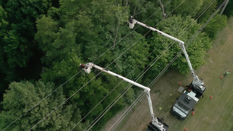 Best Storm Damage Tree Cleanup  in Goose Creek Village, VA