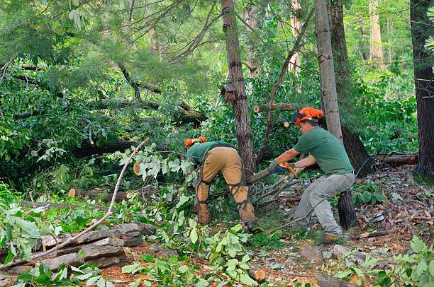 Best Palm Tree Trimming  in Goose Creek Village, VA